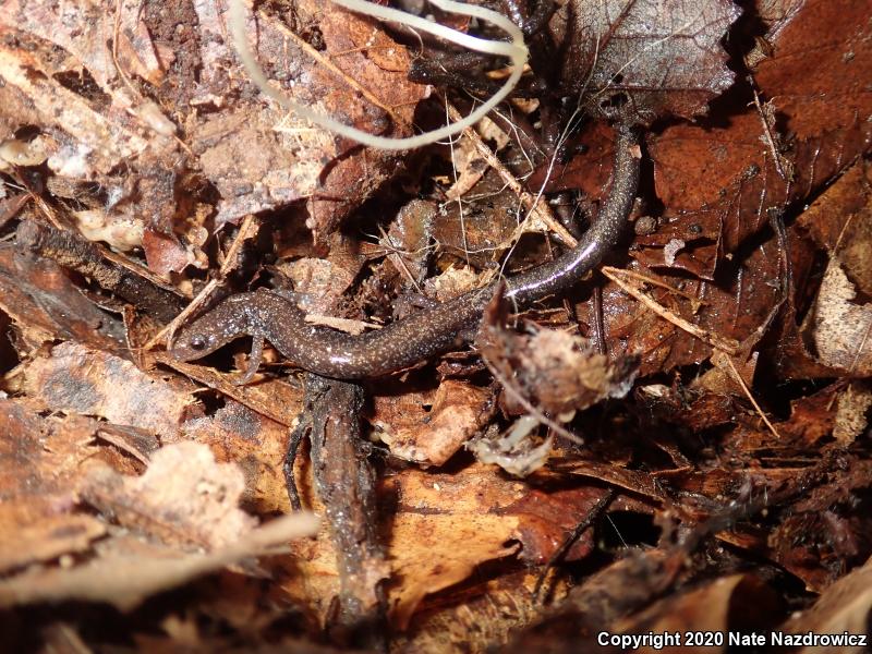 Eastern Red-backed Salamander (Plethodon cinereus)