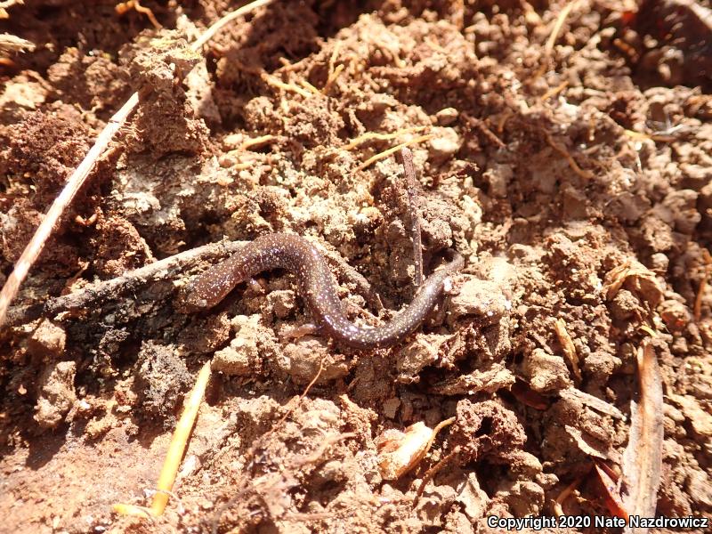 Eastern Red-backed Salamander (Plethodon cinereus)