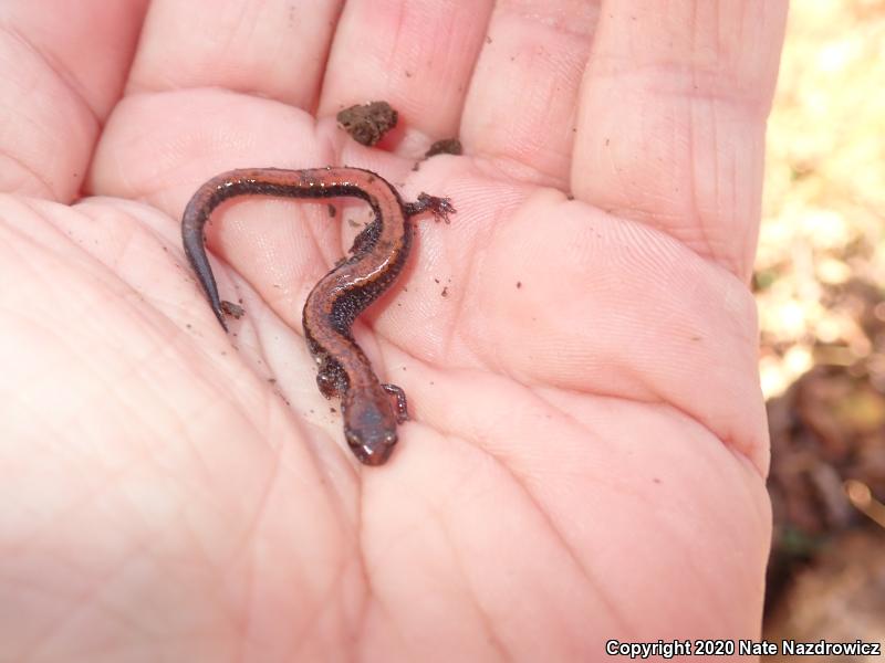 Eastern Red-backed Salamander (Plethodon cinereus)