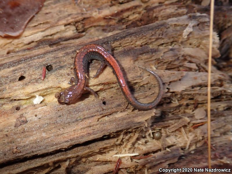 Eastern Red-backed Salamander (Plethodon cinereus)