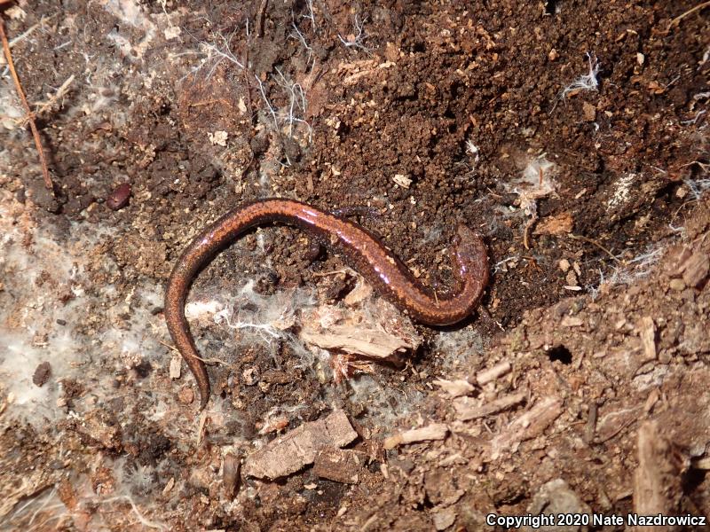 Eastern Red-backed Salamander (Plethodon cinereus)