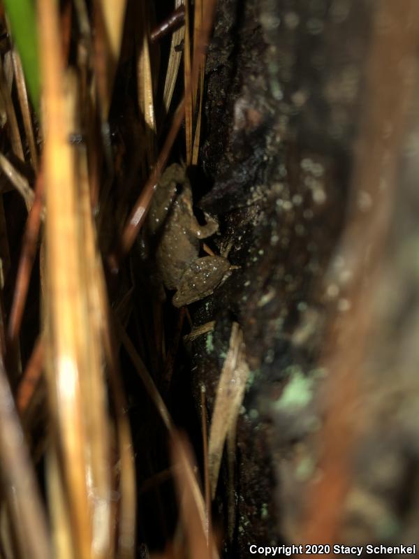 Northern Cricket Frog (Acris crepitans)