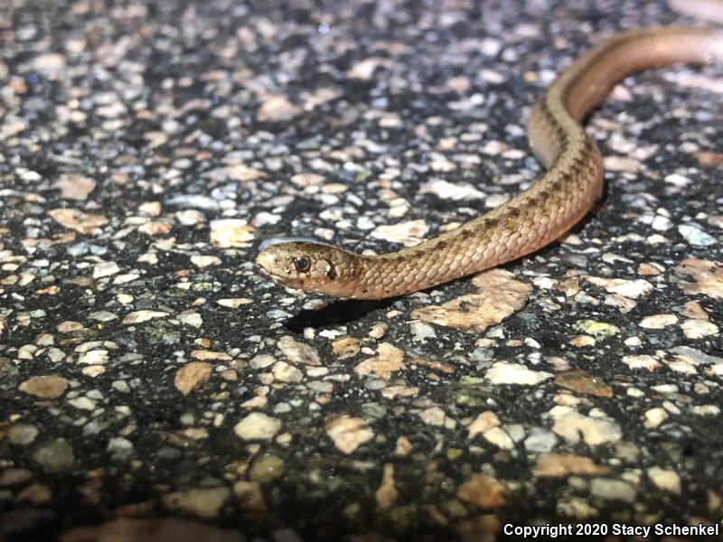 Dekay's Brownsnake (Storeria dekayi)