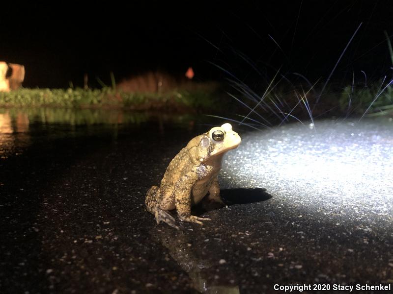 American Toad (Anaxyrus americanus)