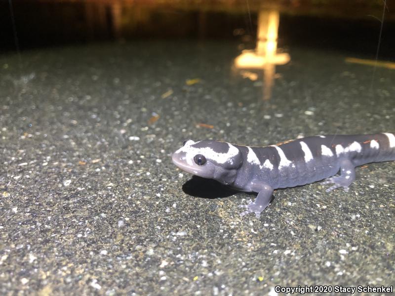 Marbled Salamander (Ambystoma opacum)