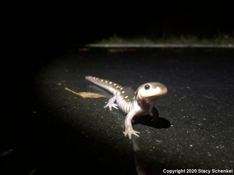 Spotted Salamander (Ambystoma maculatum)