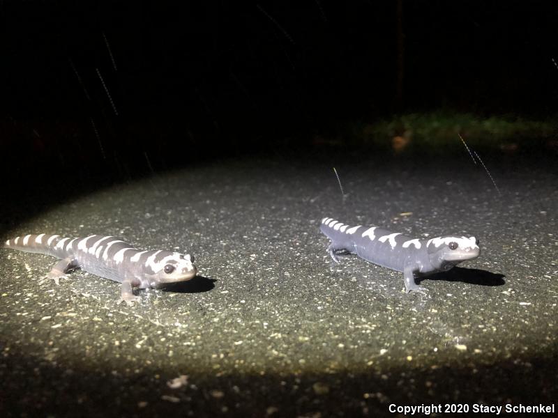 Marbled Salamander (Ambystoma opacum)