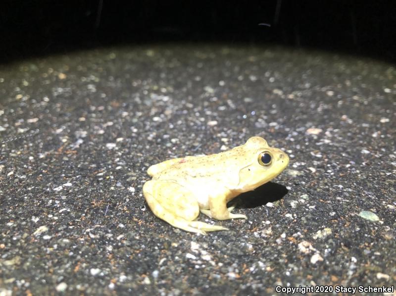 American Bullfrog (Lithobates catesbeianus)