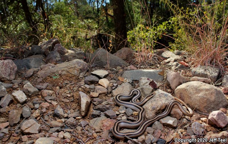 Mountain Patch-nosed Snake (Salvadora grahamiae)