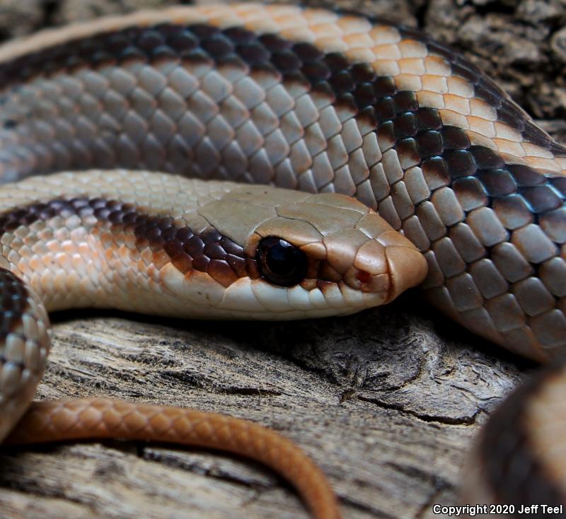 Mountain Patch-nosed Snake (Salvadora grahamiae)