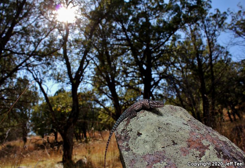 Yarrow's Lizard (Sceloporus jarrovii)