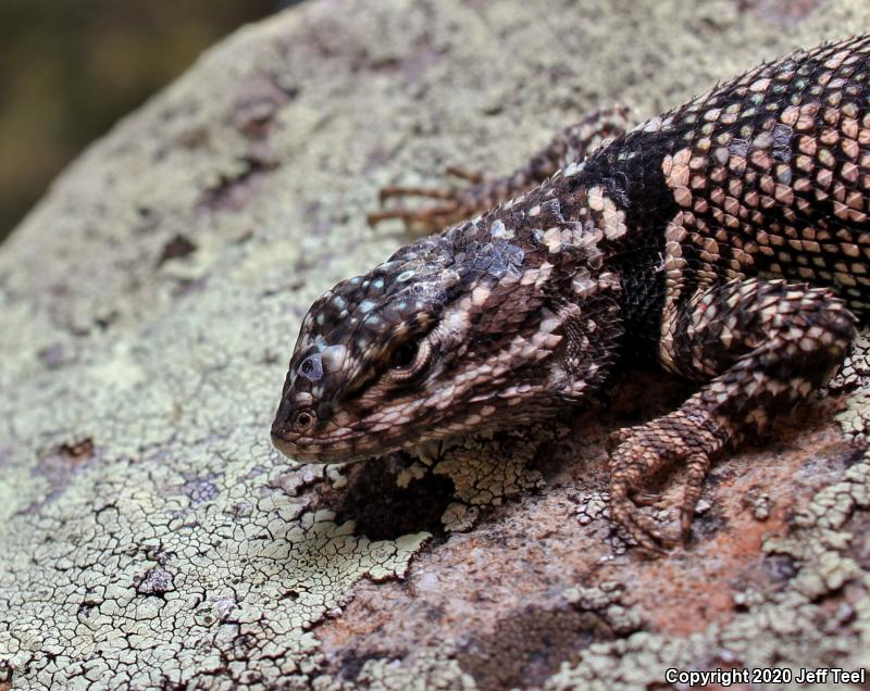 Yarrow's Lizard (Sceloporus jarrovii)