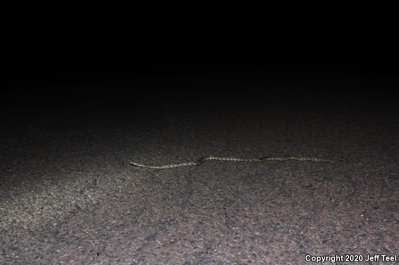 Sonoran Lyresnake (Trimorphodon biscutatus lambda)