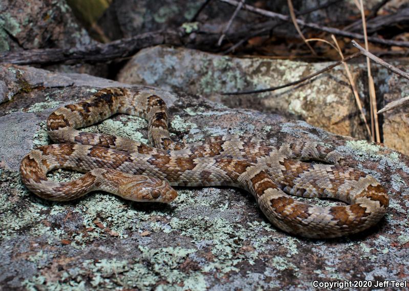 Sonoran Lyresnake (Trimorphodon biscutatus lambda)