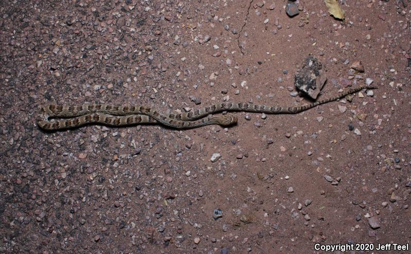 Sonoran Lyresnake (Trimorphodon biscutatus lambda)