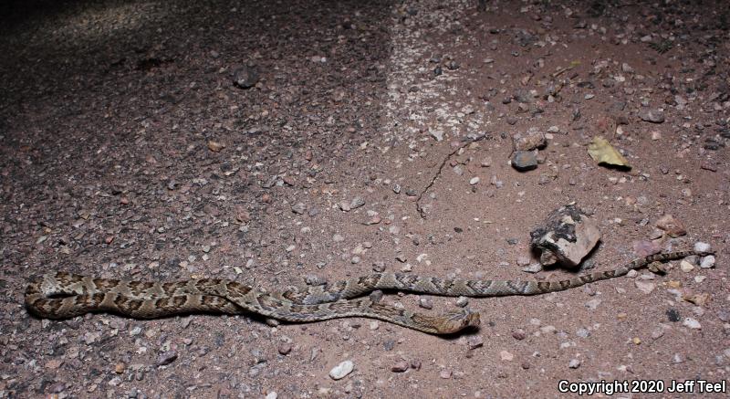 Sonoran Lyresnake (Trimorphodon biscutatus lambda)