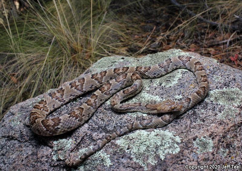 Sonoran Lyresnake (Trimorphodon biscutatus lambda)