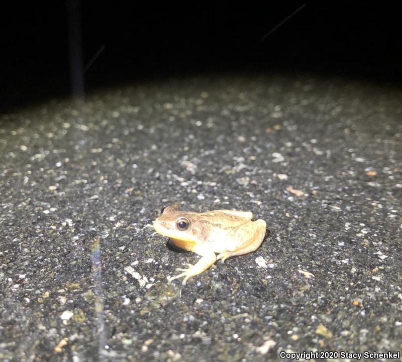 Upland Chorus Frog (Pseudacris feriarum)