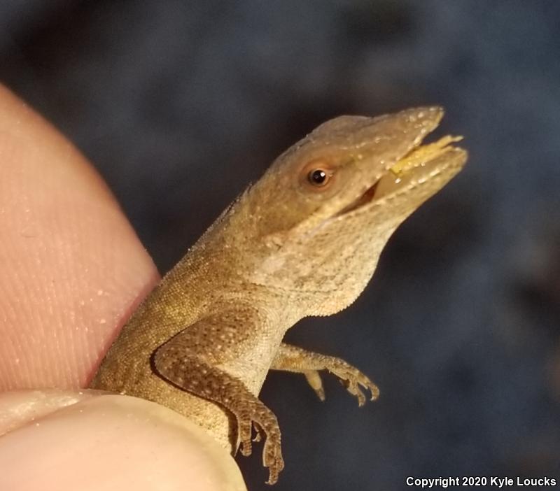 Northern Green Anole (Anolis carolinensis carolinensis)