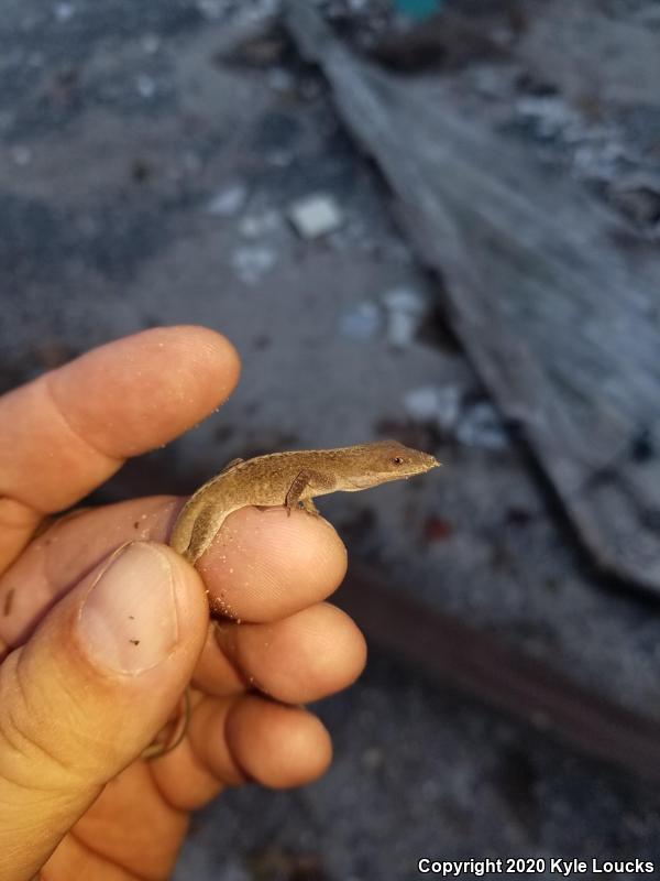 Northern Green Anole (Anolis carolinensis carolinensis)