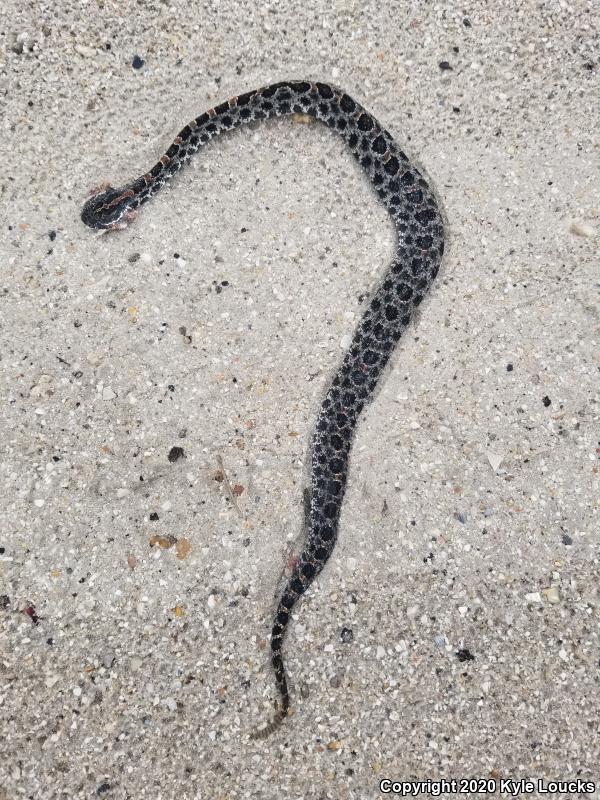 Dusky Pigmy Rattlesnake (Sistrurus miliarius barbouri)