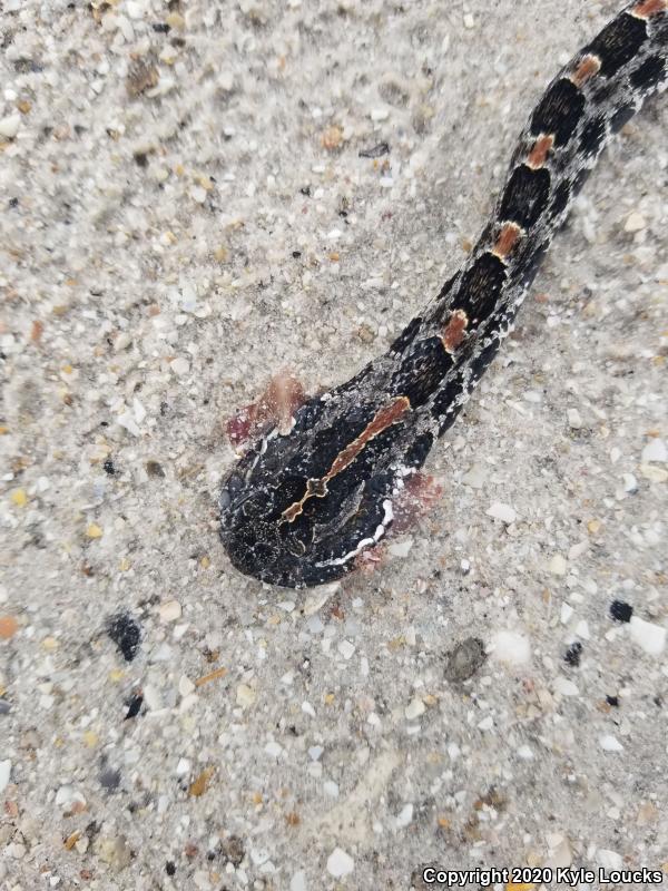 Dusky Pigmy Rattlesnake (Sistrurus miliarius barbouri)