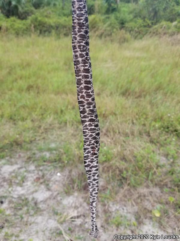 Dusky Pigmy Rattlesnake (Sistrurus miliarius barbouri)