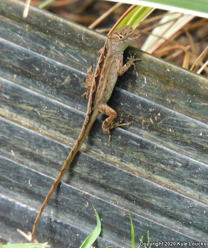 Cuban Brown Anole (Anolis sagrei sagrei)