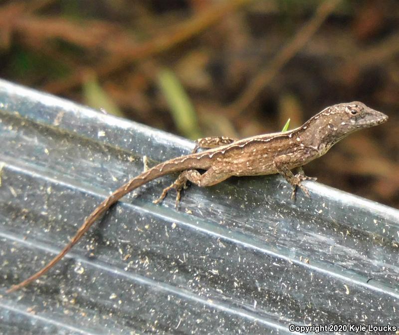 Cuban Brown Anole (Anolis sagrei sagrei)