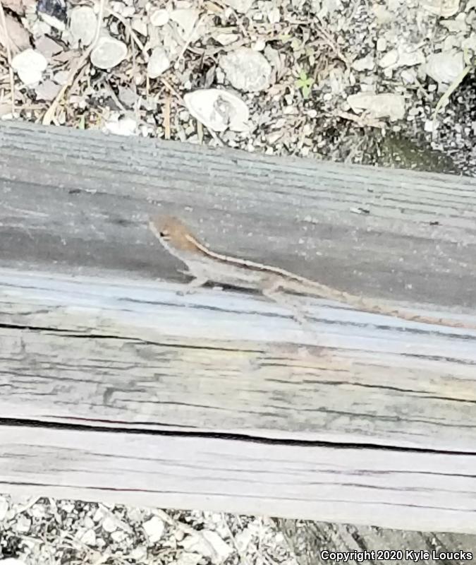 Cuban Brown Anole (Anolis sagrei sagrei)