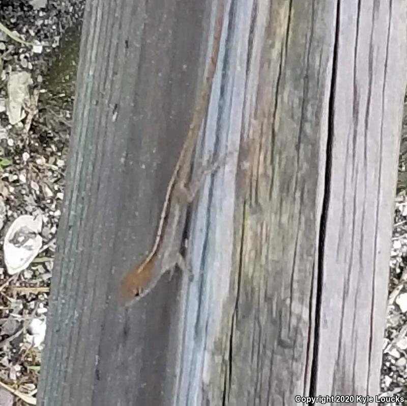 Cuban Brown Anole (Anolis sagrei sagrei)