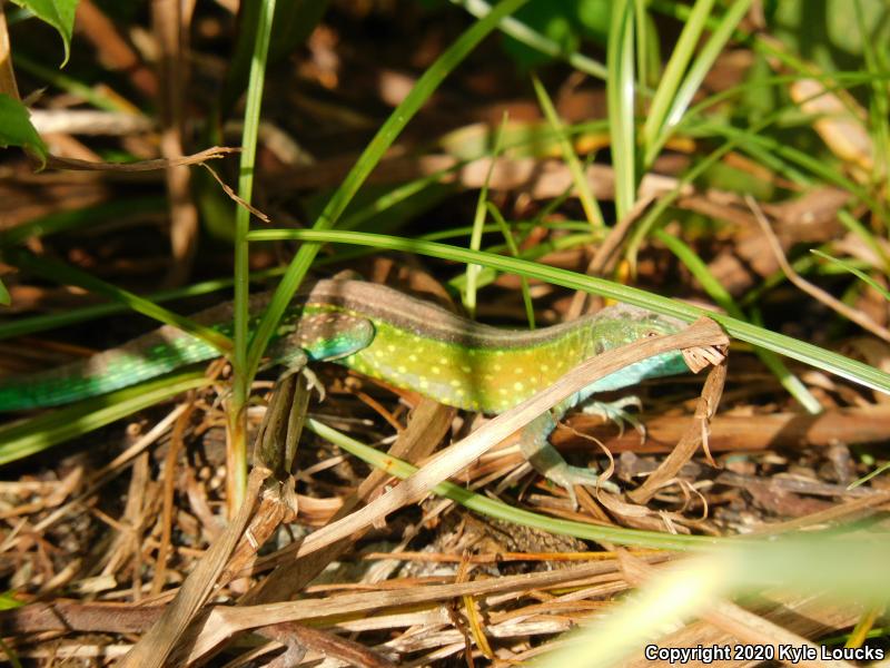 Whiptails & Racerunners (Aspidoscelis)