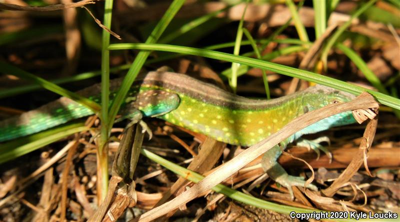 Whiptails & Racerunners (Aspidoscelis)