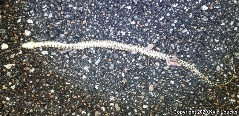 Florida Watersnake (Nerodia fasciata pictiventris)