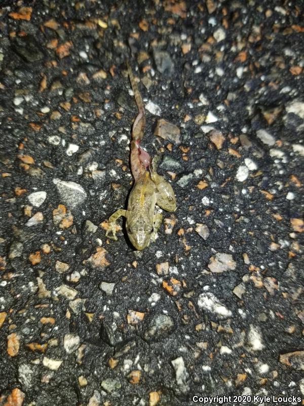 Florida Cricket Frog (Acris gryllus dorsalis)