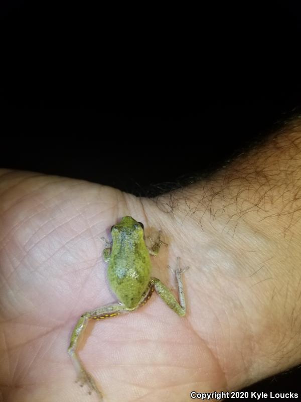 Pine Woods Treefrog (Hyla femoralis)