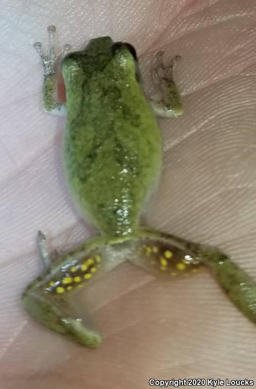 Pine Woods Treefrog (Hyla femoralis)