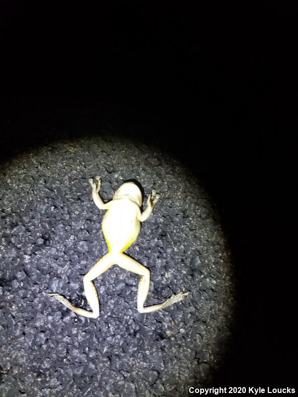 Cuban Treefrog (Osteopilus septentrionalis)