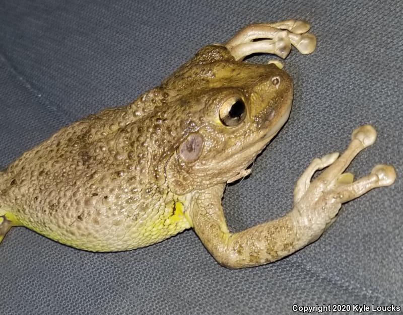 Cuban Treefrog (Osteopilus septentrionalis)