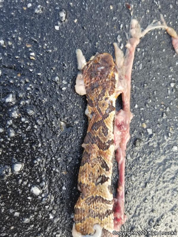 Eastern Cottonmouth (Agkistrodon piscivorus piscivorus)