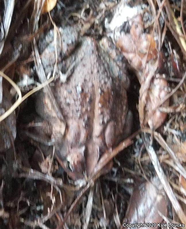 Southern Toad (Anaxyrus terrestris)