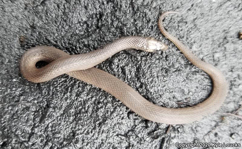 Rough Earthsnake (Virginia striatula)