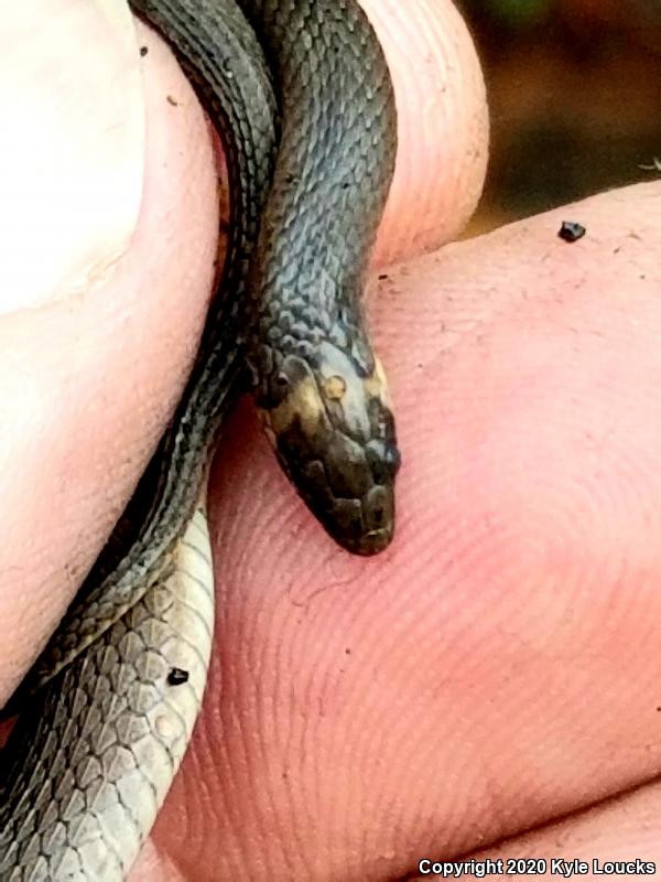 Rough Earthsnake (Virginia striatula)