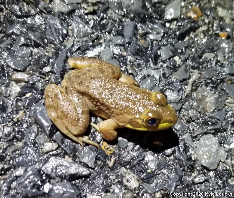 Northern Green Frog (Lithobates clamitans melanota)