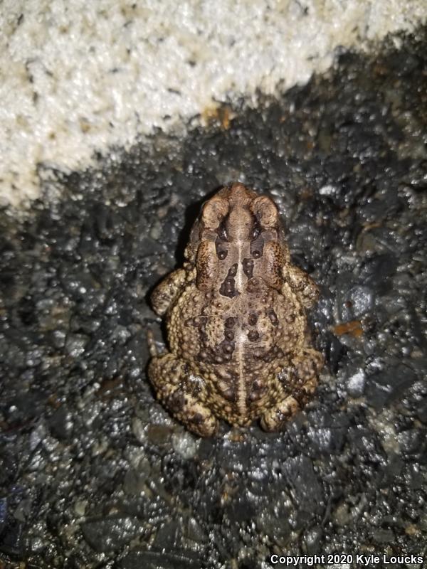 Southern Toad (Anaxyrus terrestris)