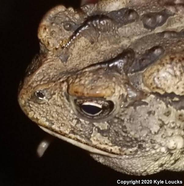 Southern Toad (Anaxyrus terrestris)