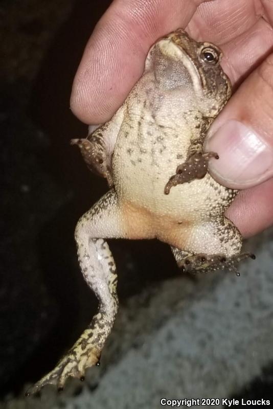 Southern Toad (Anaxyrus terrestris)