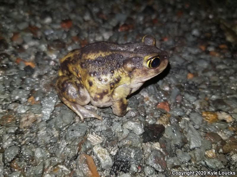 Eastern Spadefoot (Scaphiopus holbrookii)