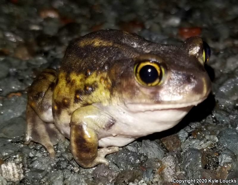 Eastern Spadefoot (Scaphiopus holbrookii)