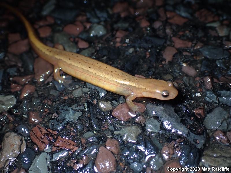 Northern Two-lined Salamander (Eurycea bislineata)